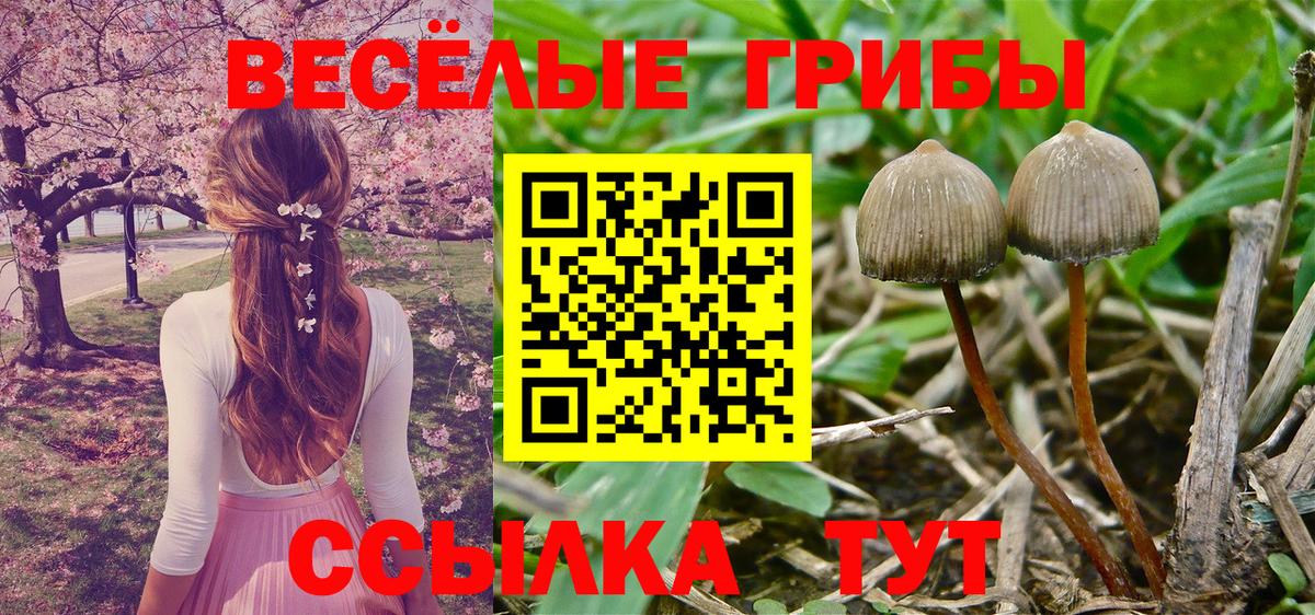 Мурманск  Псилоцибиновые грибы Psilocybine cubensis  Вход с VPN  Псилоцибиновые грибы Cubensis 